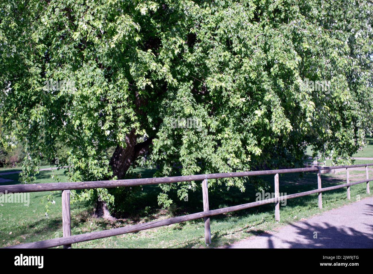 Tree With Railing Railing in front of a Norway maple tree in autumn Stock Photo - Alamy
