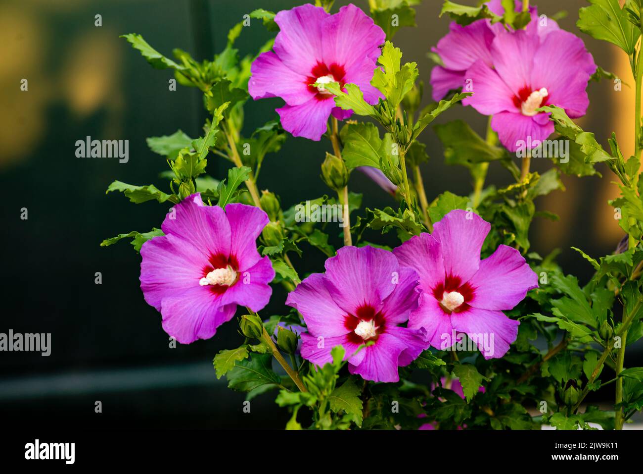 Beautiful Close-up of pink purple  Violet  flower, Hibiscus syriacus blooms in nature lilac  Rose of Sharon  South Korea summer Floral background morn Stock Photo
