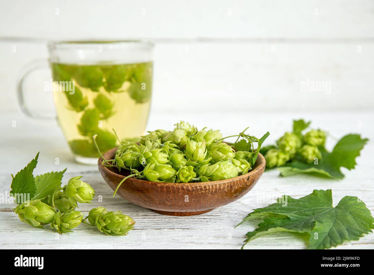 Herbal medicinal tea drink made of Humulus lupulus, the common hop or hops. Hops flowers with tea cup on white wood background, indoors home. Stock Photo