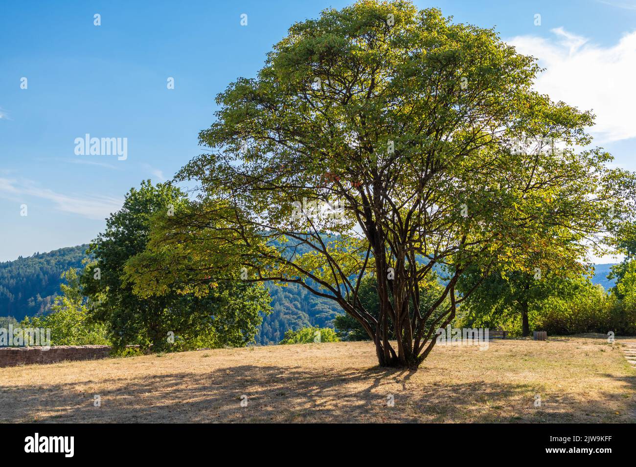 Tree in evening light in a park in midsummer. View of forested hills in the background. Stock Photo