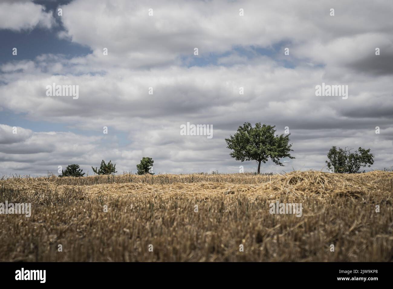 freshly harvested corn field with trees on the horizon Stock Photo