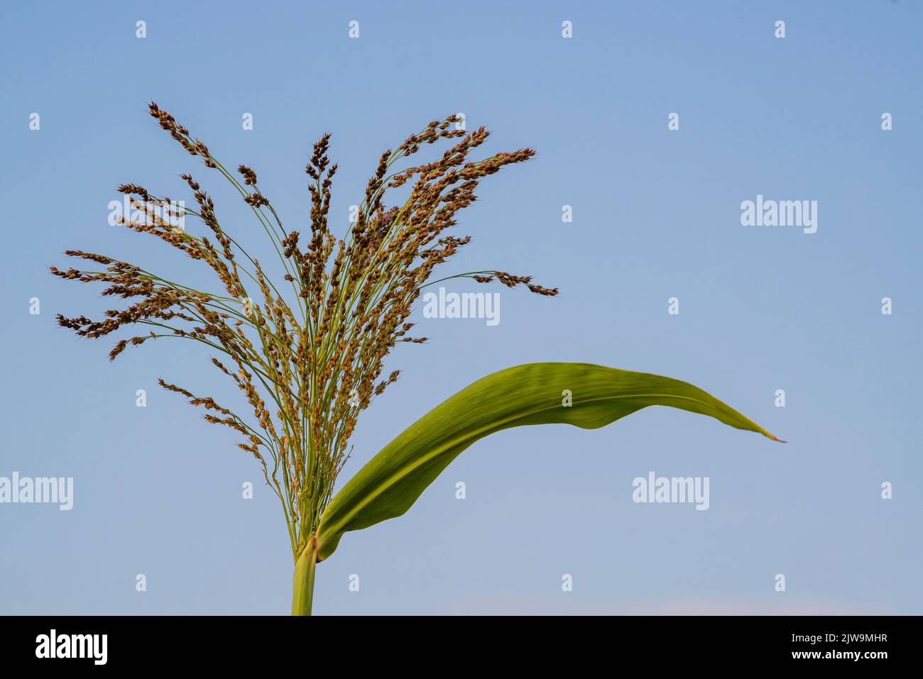Golden Proso millet Panicum miliaceum ripe seedhead in the summer field blue sky plant Moldova