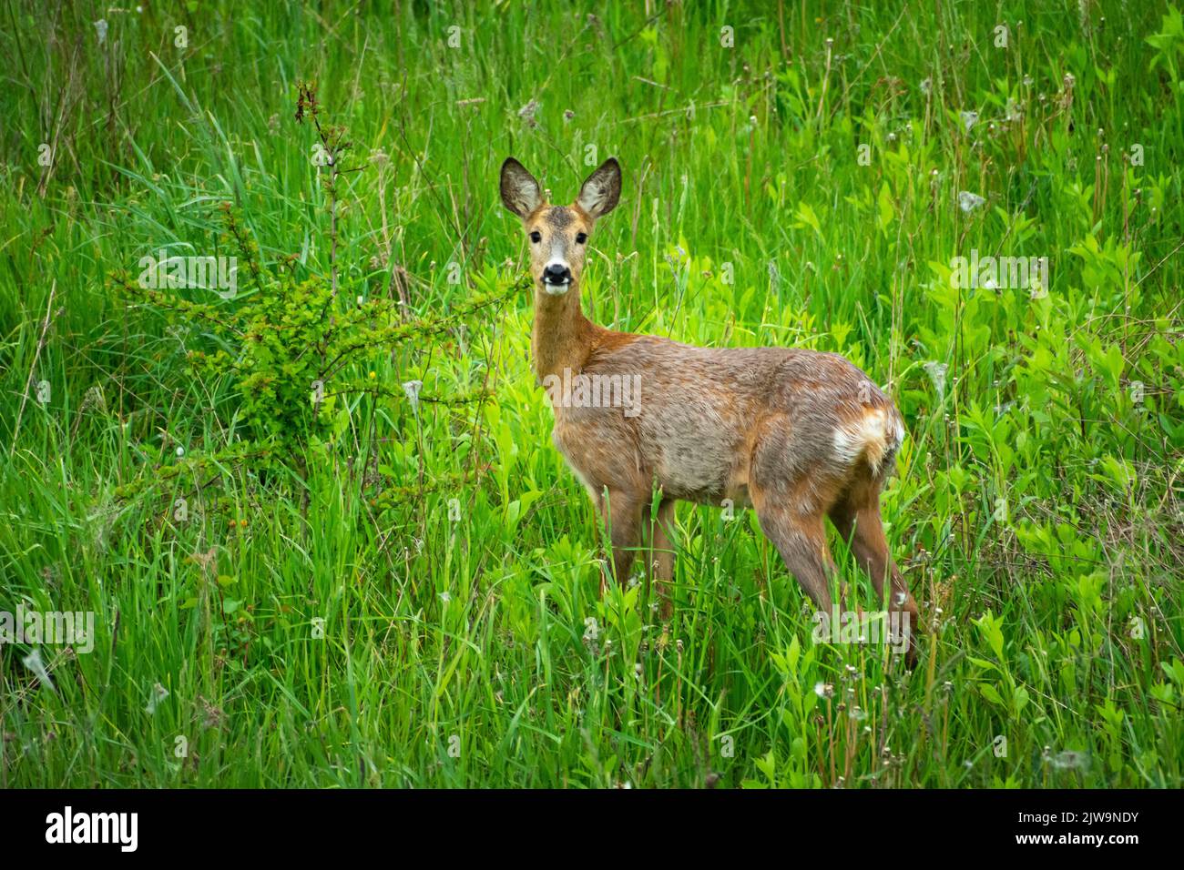 A single roe deer standing in the green grass Stock Photo - Alamy
