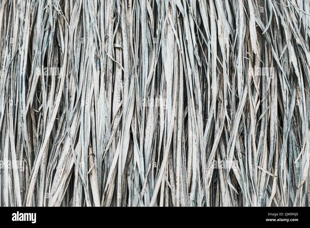 Long dry thin grass, agriculture harvest, pile of hay straw. Texture