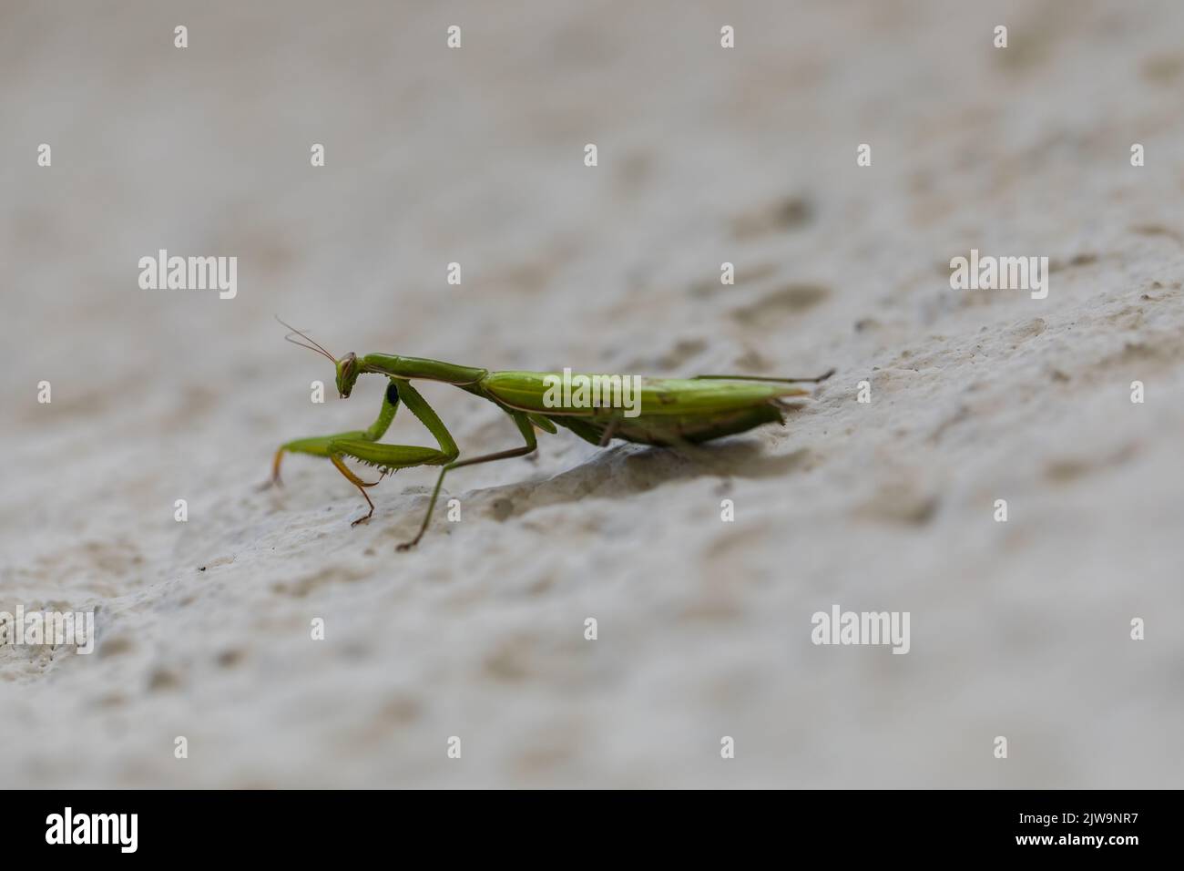 Mantis, a predator insect, close-up on a light background Stock Photo