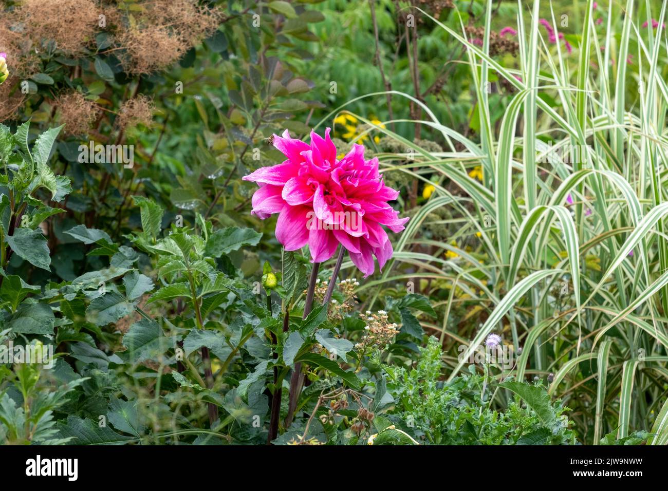Giant Dahlia flower heard, UK Stock Photo