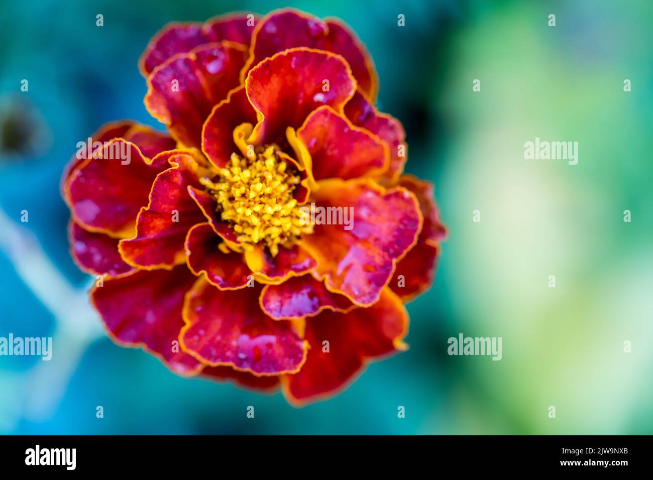Tagetes is a genus of annual plants belonging to the Asteraceae family. Stock Photo