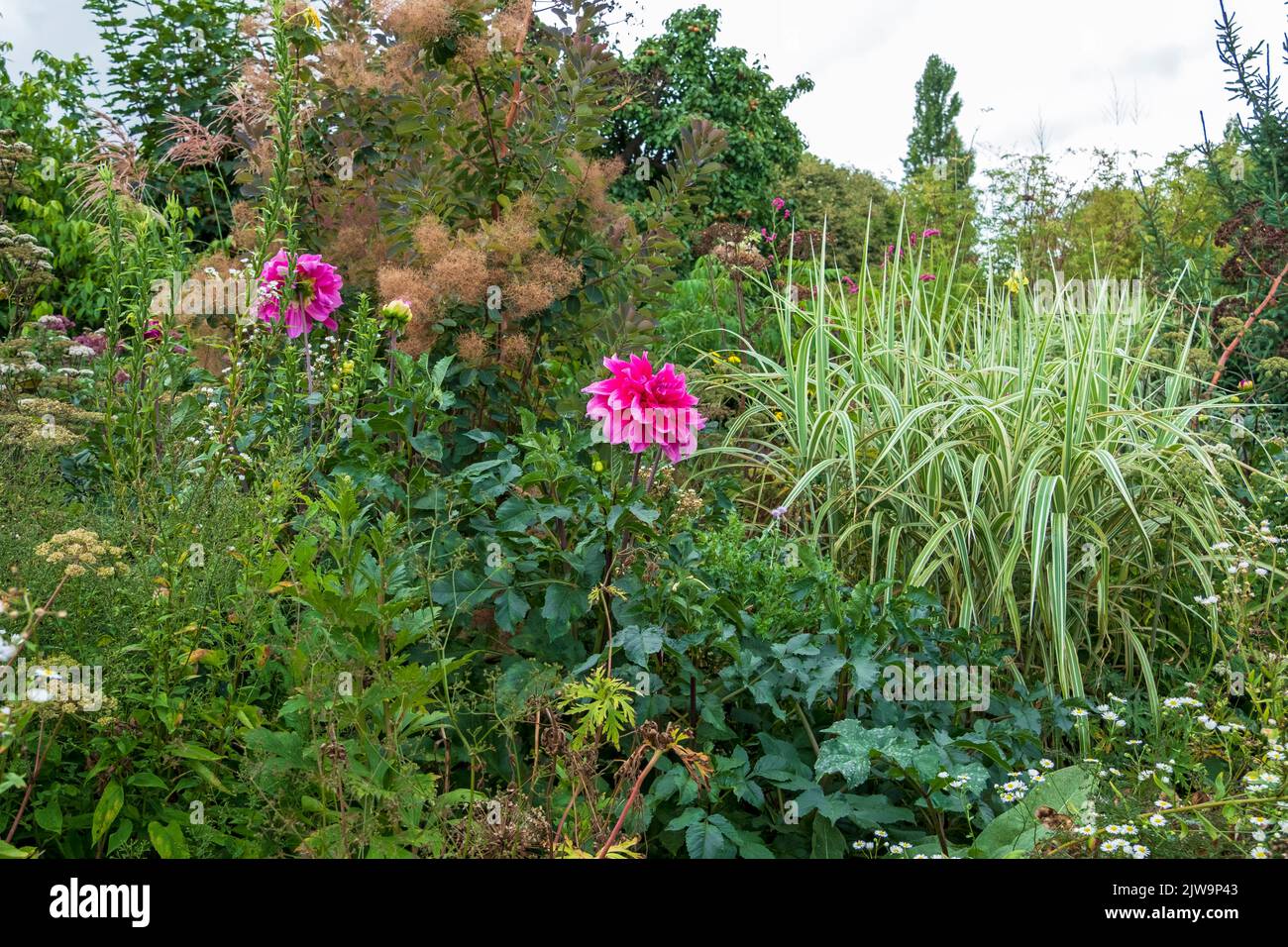 Dahlia at Great Dixter garden, East Sussex, UK Stock Photo
