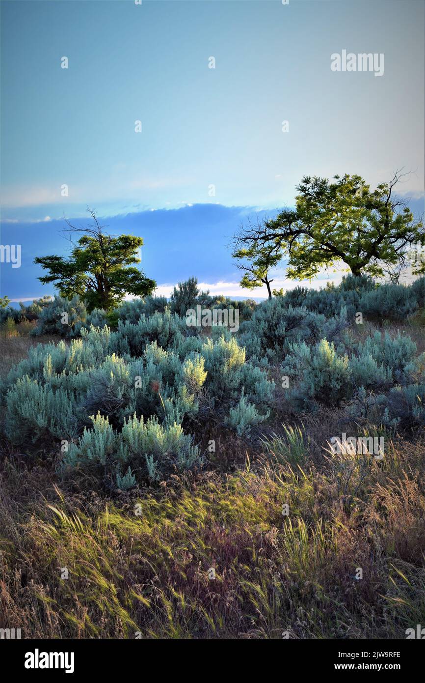 A vertical of a beautiful natural scenery of sand sages and trees in a shrubland Stock Photo Alamy