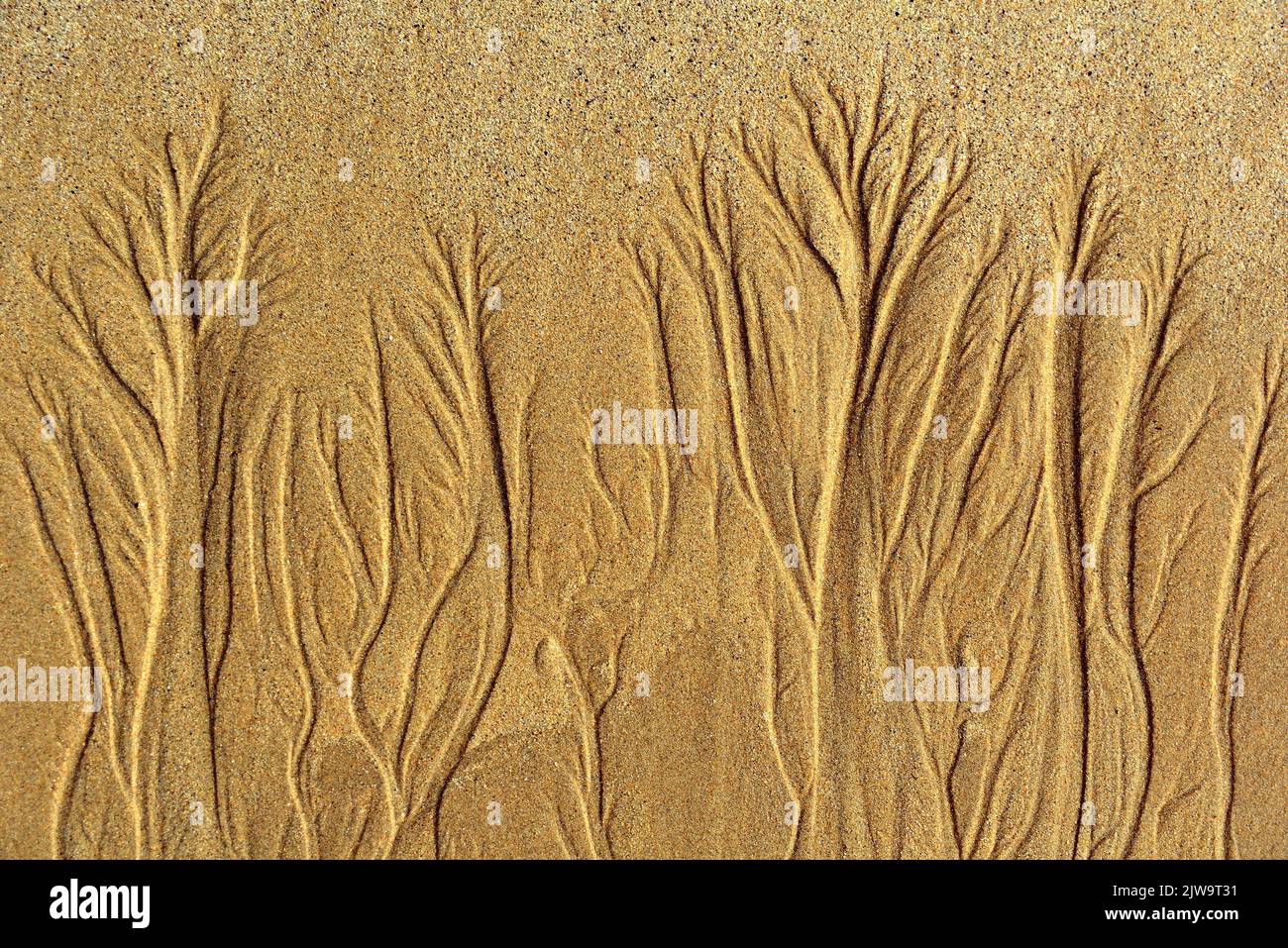 A forest drawn on the beach sand Stock Photo