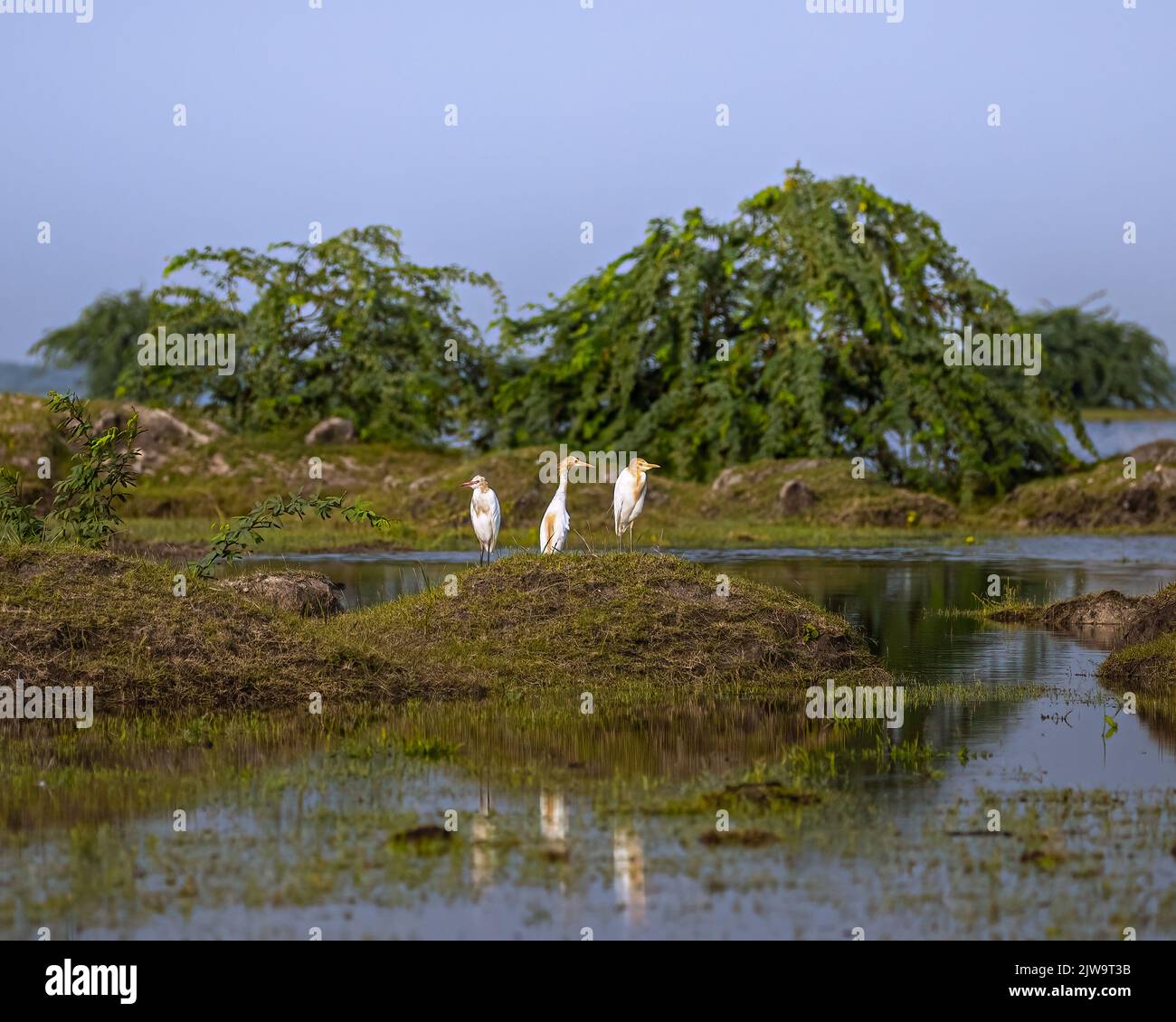 A Group of cattle heron resting on a island Stock Photo