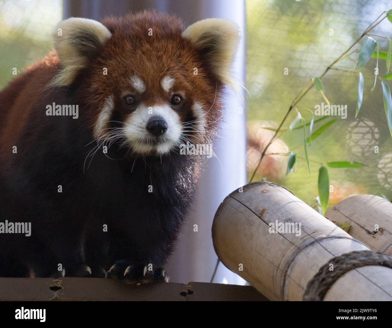 A red panda (Ailurus fulgens) Stock Photo