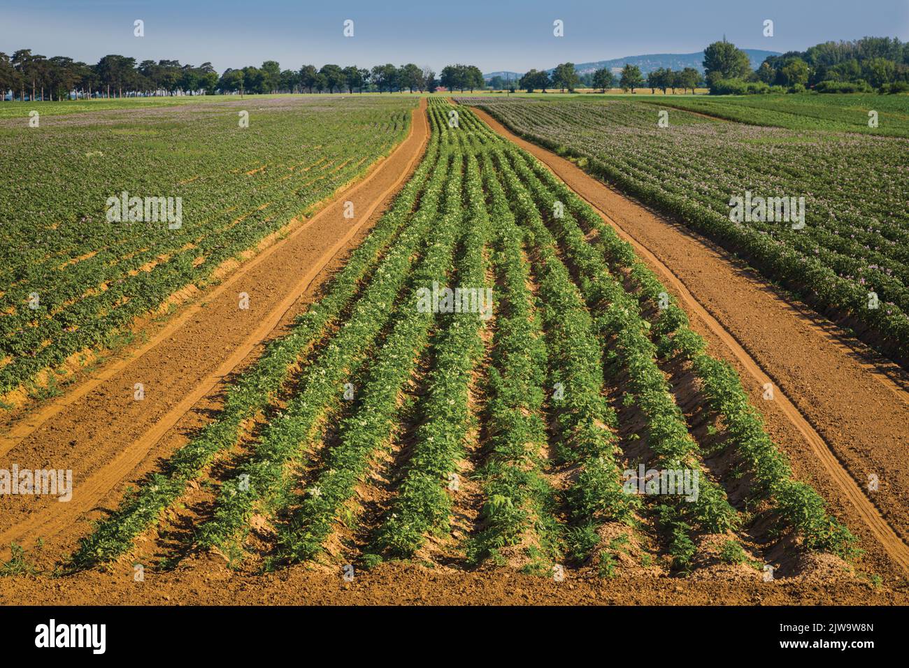 Field of crops under cultivation near Keszthely, Zala County, Hungary. Stock Photo
