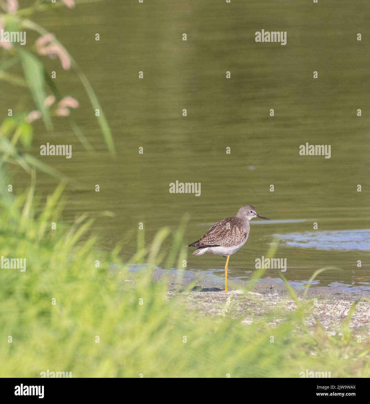A Lesser Yellowlegs Sandpiper at a pond with reflections in late summer Stock Photo