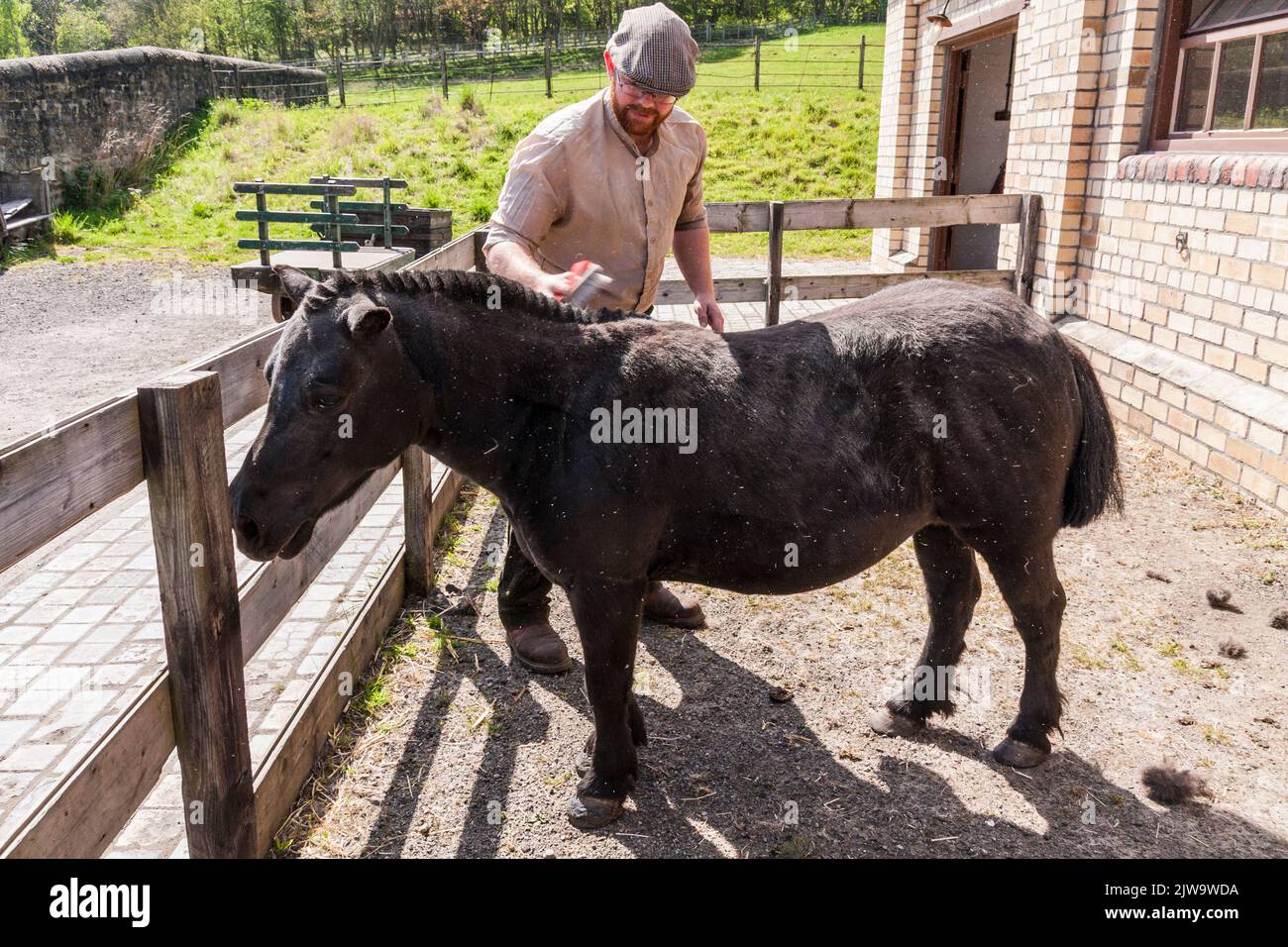 A man grooming a shetland pony at Beamish Museum,England,UK Stock Photo