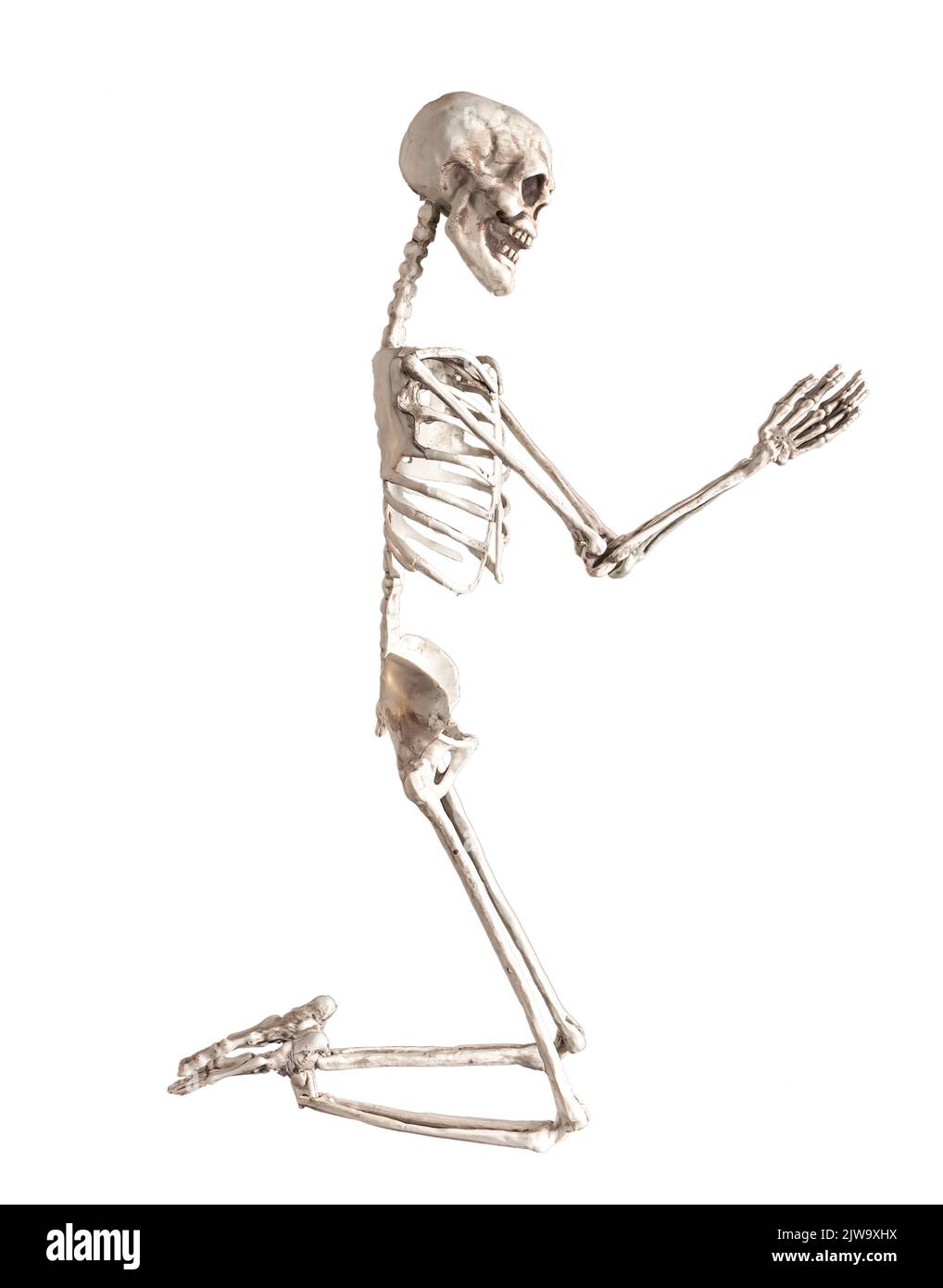 Skeleton prayer isolated on white background. Skeletal human praying to lord. High quality photo Stock Photo