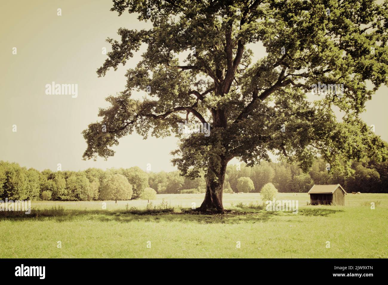 ENVIONMENTAL CONCEPT: Green meadow at the Pfannenholz near Bad Toelz (Oberbayern, Germany) Stock Photo