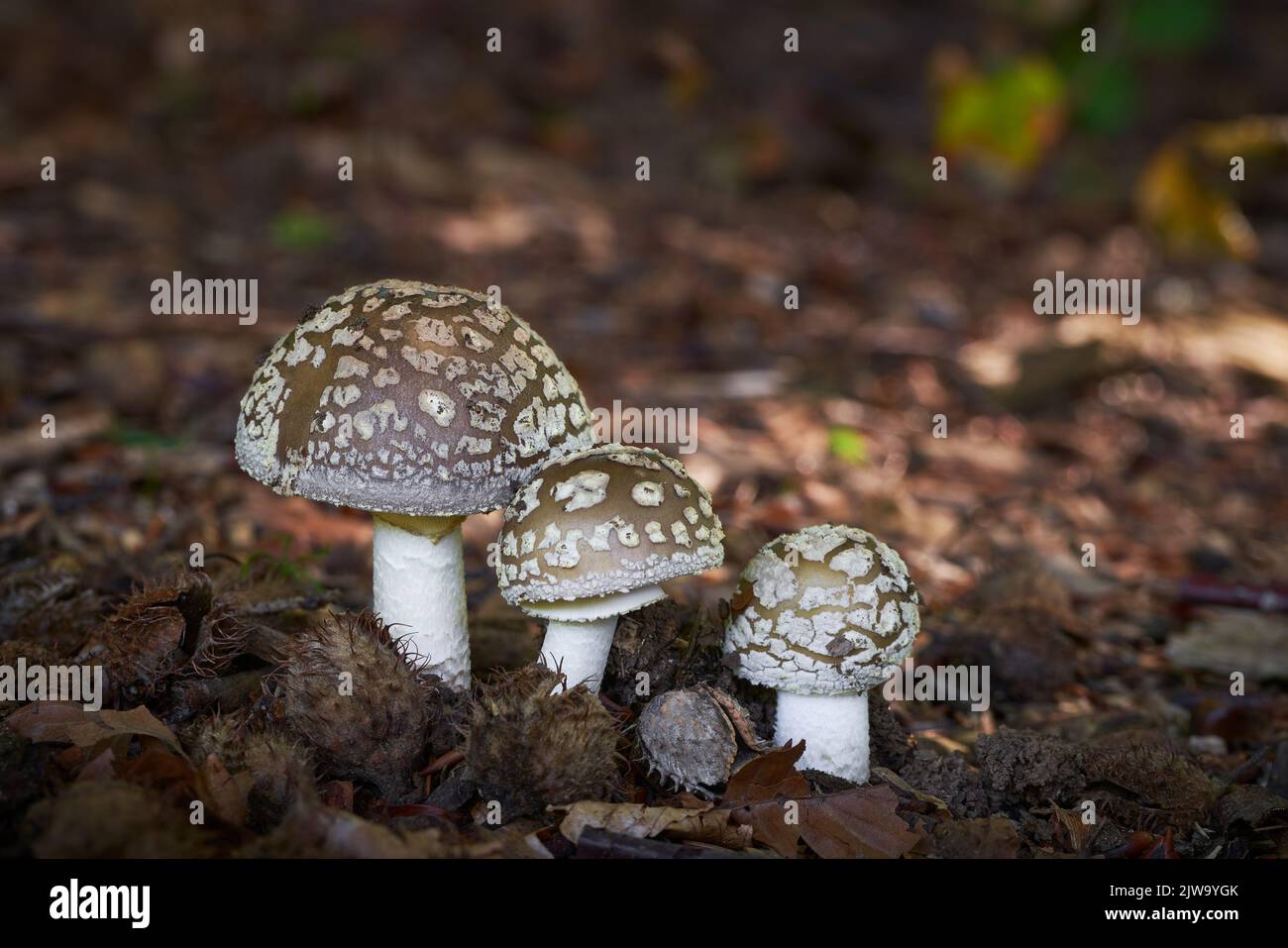 Amanita excelsa is edible mushroom grows in forests Central Europe. Stock Photo