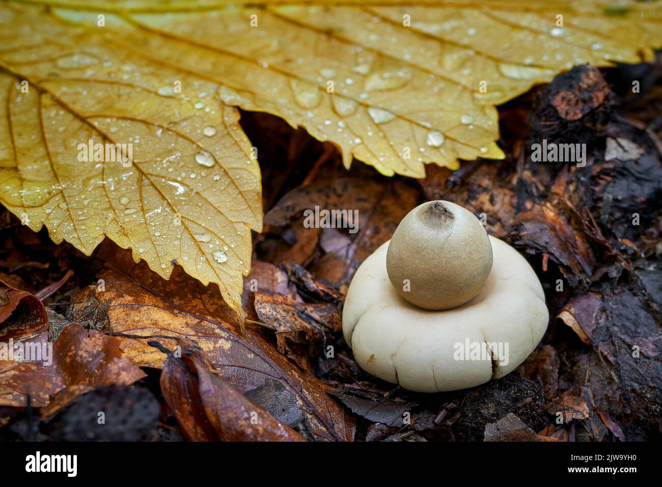 Close-up of earthstar mushroom - Geastrum fimbriatum with yellow maple leaf and water drops. Stock Photo