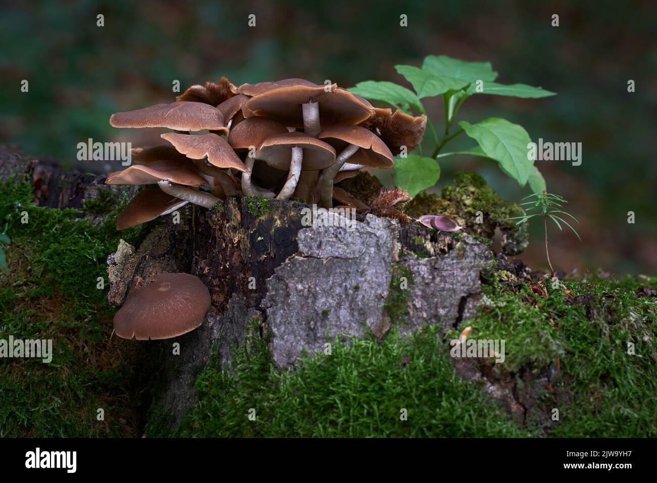 Psathyrella piluliformis Common Stump Brittlestem inedible mushroom. Reddish-brown mushroom that grows steeply in large groups. Stock Photo