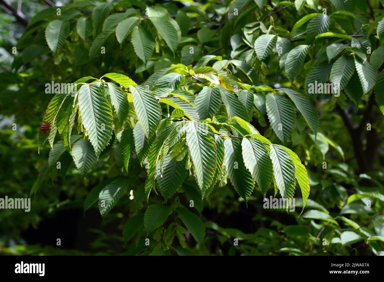 hornbeam maple, Érable à feuilles de charme, Hainbuchenblättriger Ahorn, Acer carpinifolium, gyertyánlevelű juhar, Hungary, Budapest, Europe Stock Photo