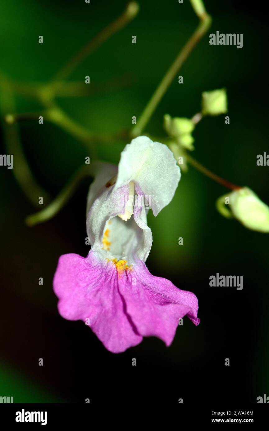 Balfour's touchmenot, Kashmir balsam, Balsamine de Balfour, Balfour