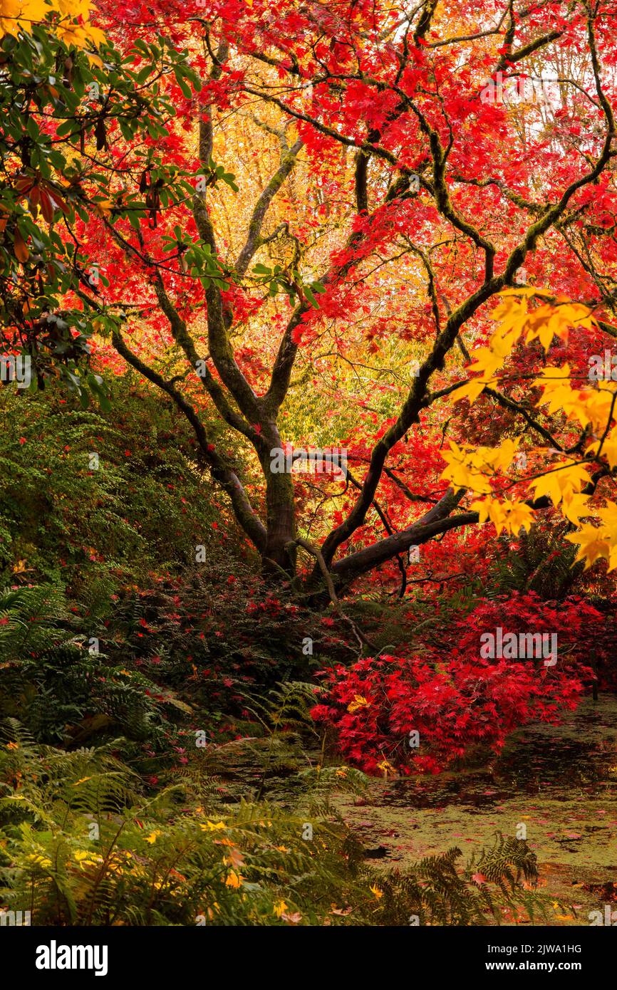 Beautiful, red Japanese maple and fall colors in Washington Park ...