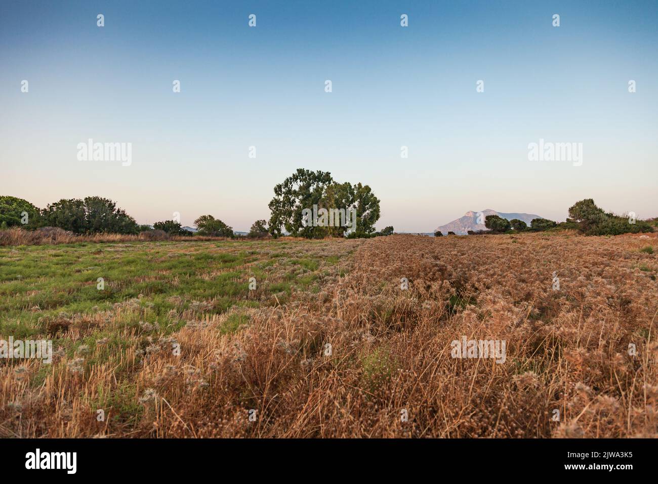 Unspoiled nature landscape. It dried wild bushes and trees. Stock Photo