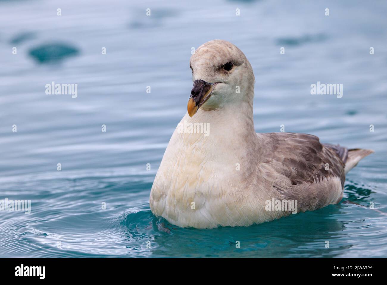 a northern fulmar sitting paddling on an icy calm sea in svalbard close up image facing forward prominent nostril tube Stock Photo