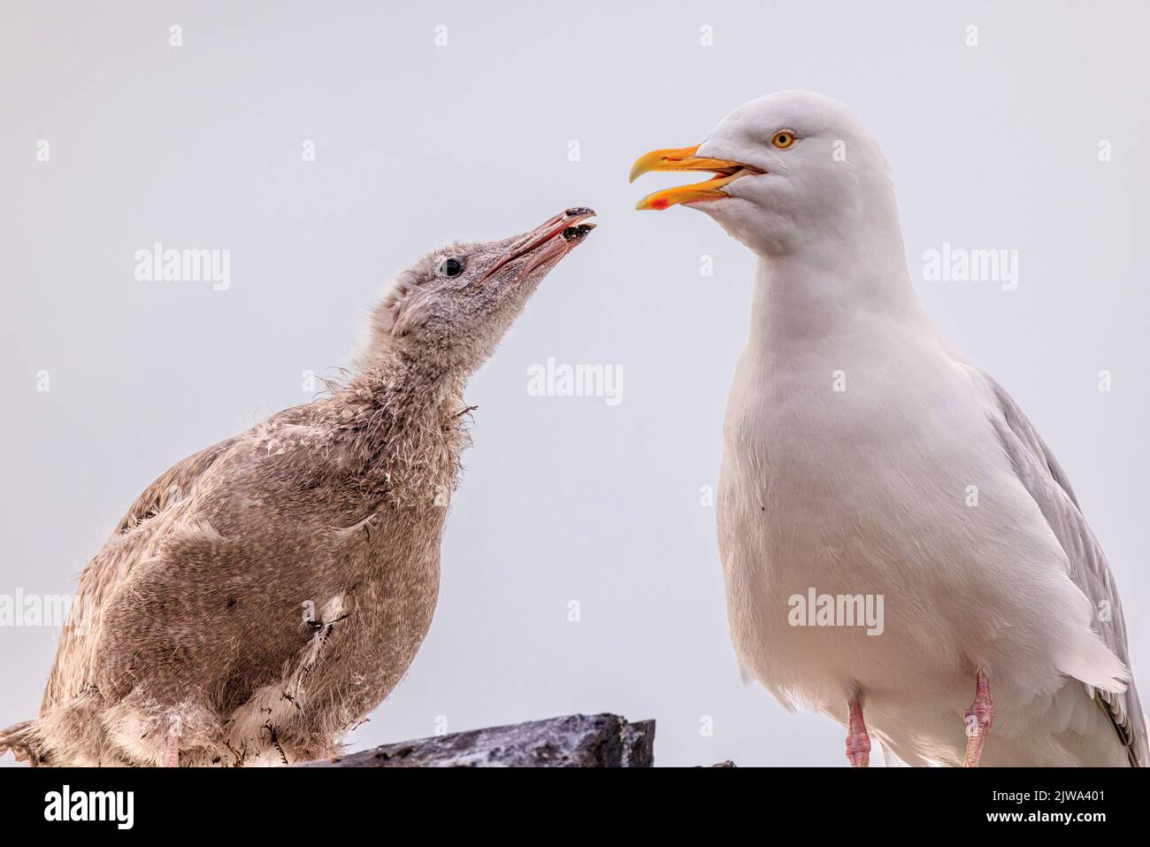 a glaucous gull stands with open beak as its large hungry chick reaches up hoping for food Stock Photo