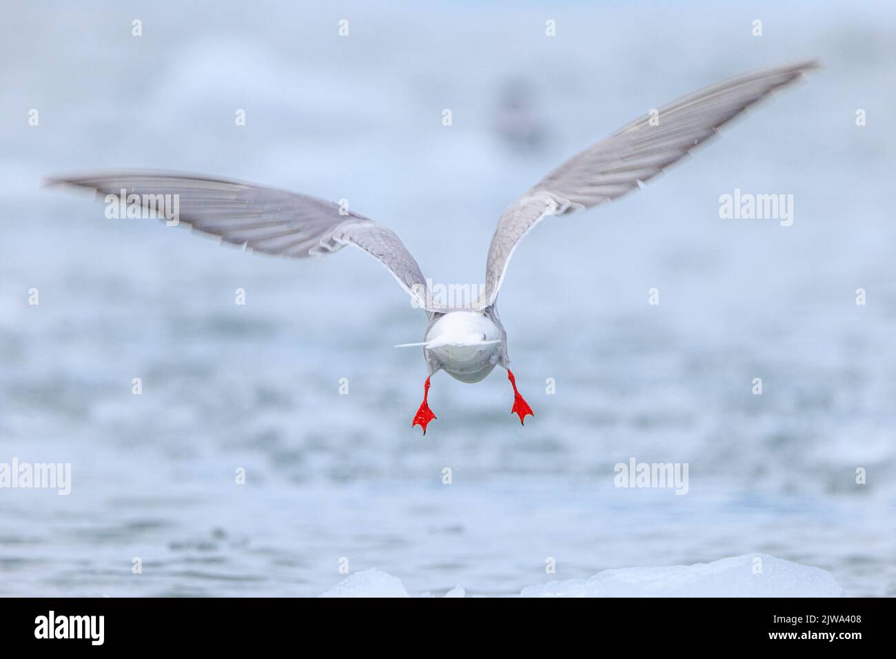 a rear view of an arctic tern just taken flight over an icy sea wings outstretched and bright red legs extended down showing webbed feet Stock Photo