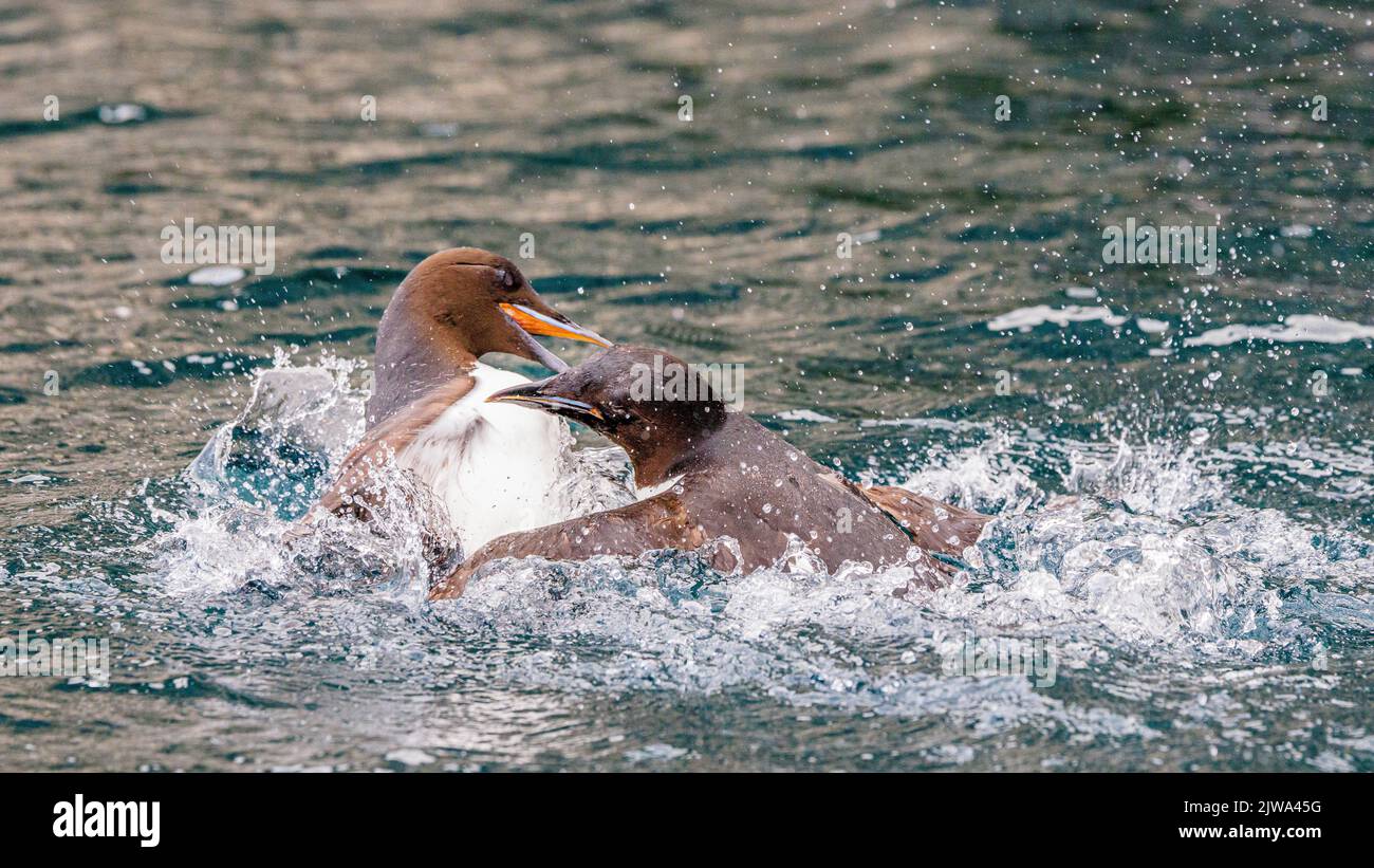 two brunnich guillemots fight like angry birds splashing about in the calm sea beneath the giant sea cliffs at alkefjellet Stock Photo