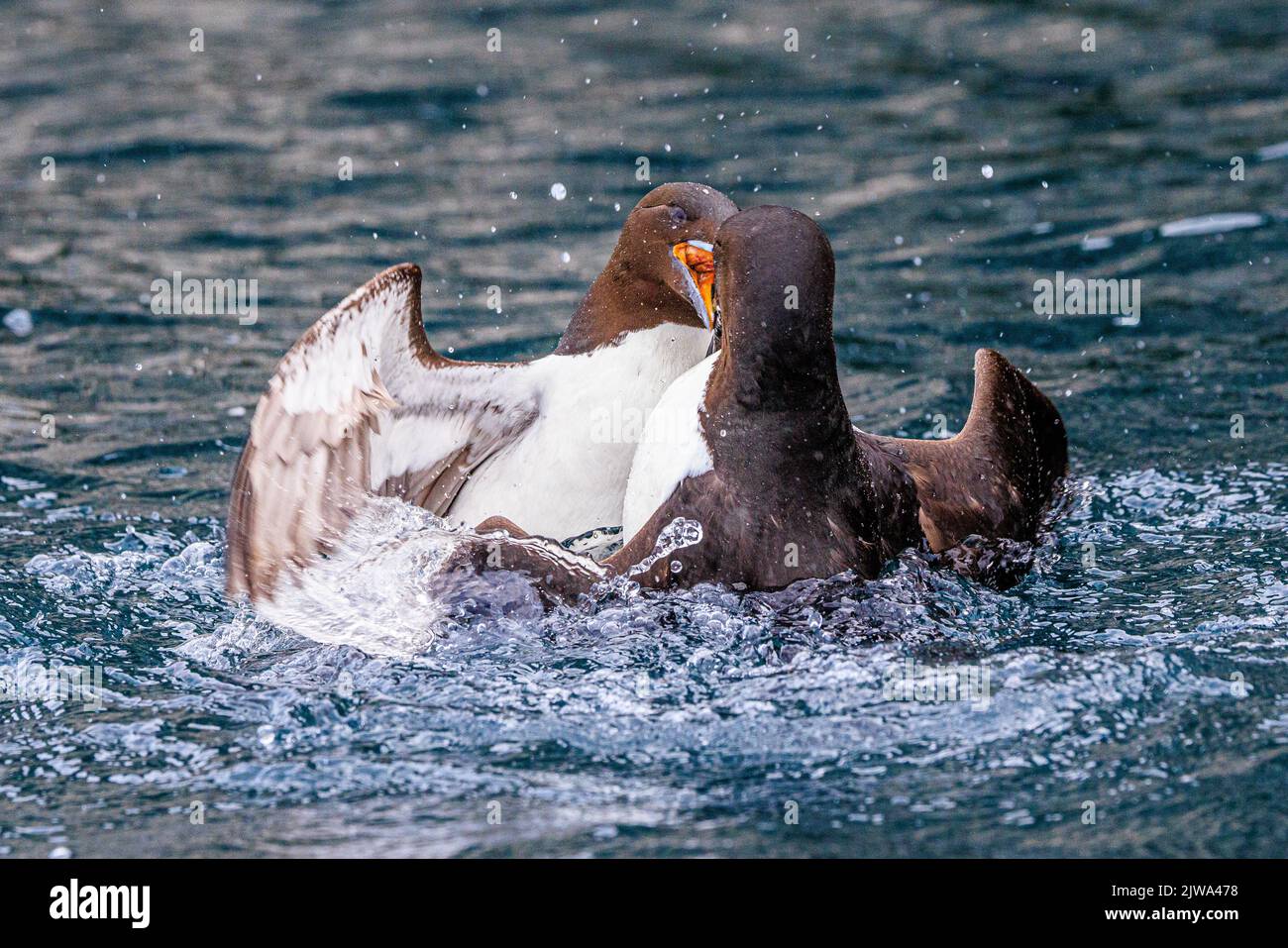 two brunnich guillemots fight like angry birds splashing about in the calm sea beneath the giant sea cliffs at alkefjellet Stock Photo