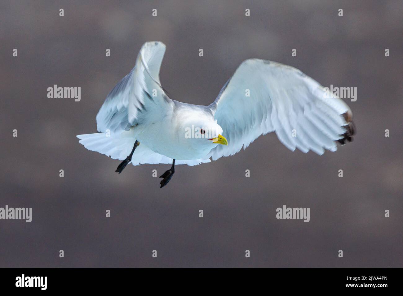 a black-legged kittiwake just taking off legs hanging down and wings outstretched forwards flying diagonally towards the camera Stock Photo