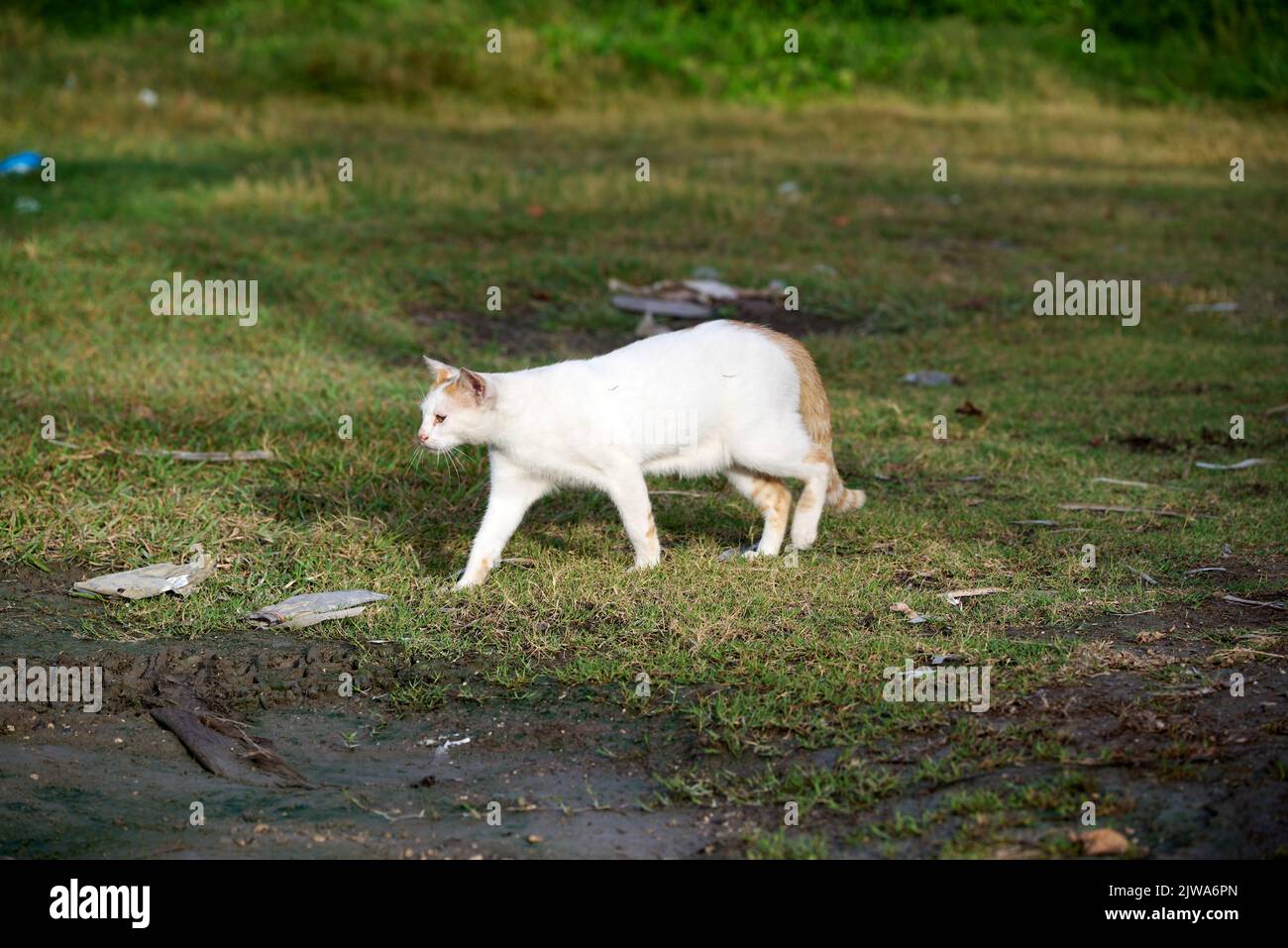 A beautiful white cat walking in the green field Stock Photo - Alamy