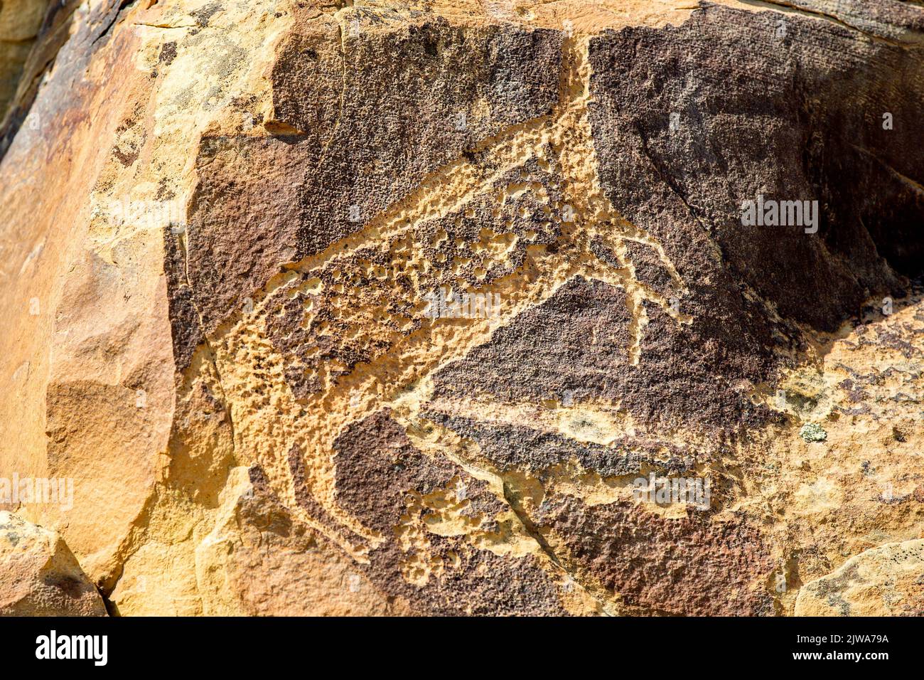 Petroglyph rock art in Legend Rock State Archaeological Site, Wyoming - A carved sandstone animal zoomorphic panel created by en toto pecking and stip Stock Photo