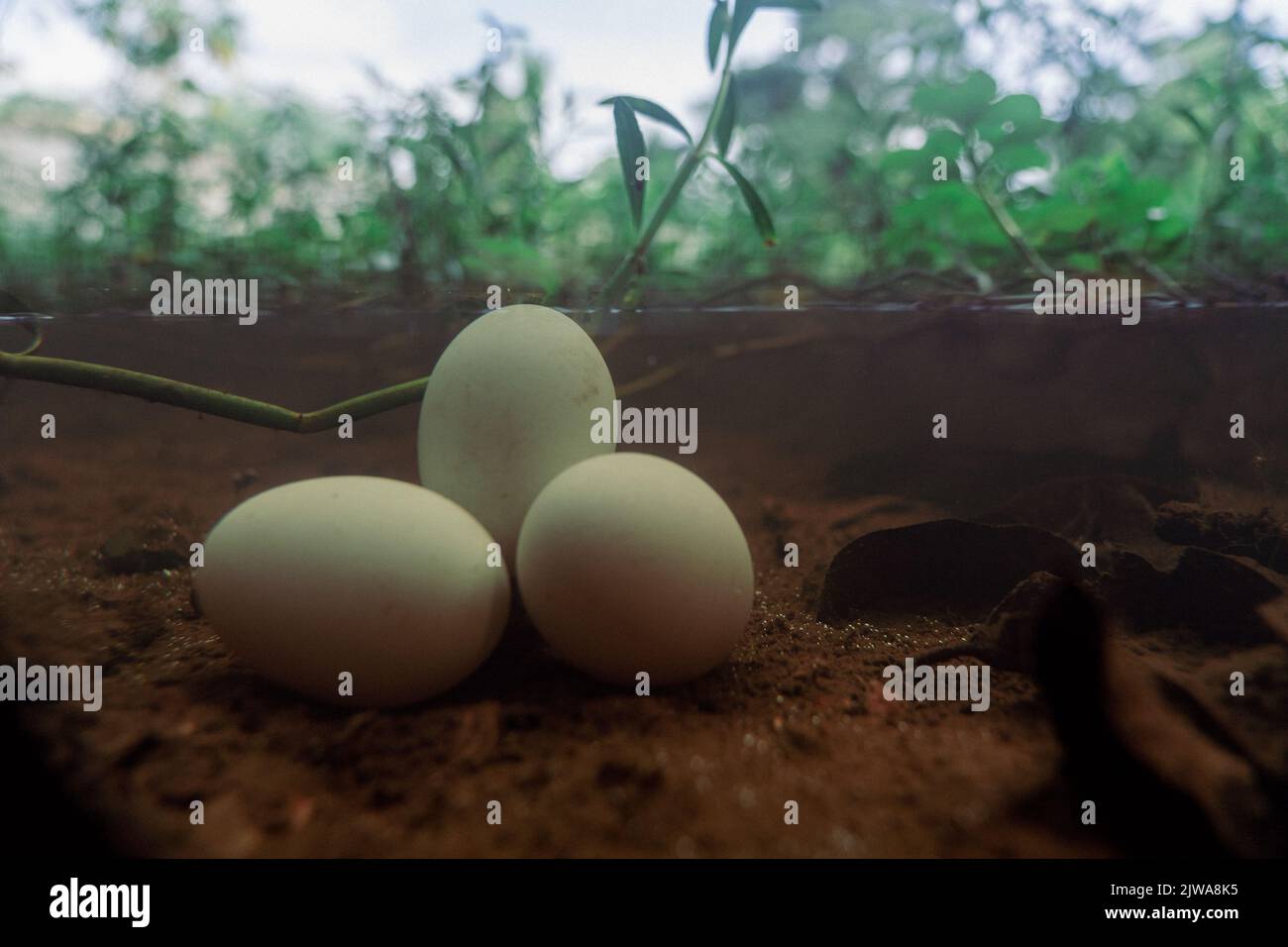 portrait of three white egg in underwater Stock Photo Alamy