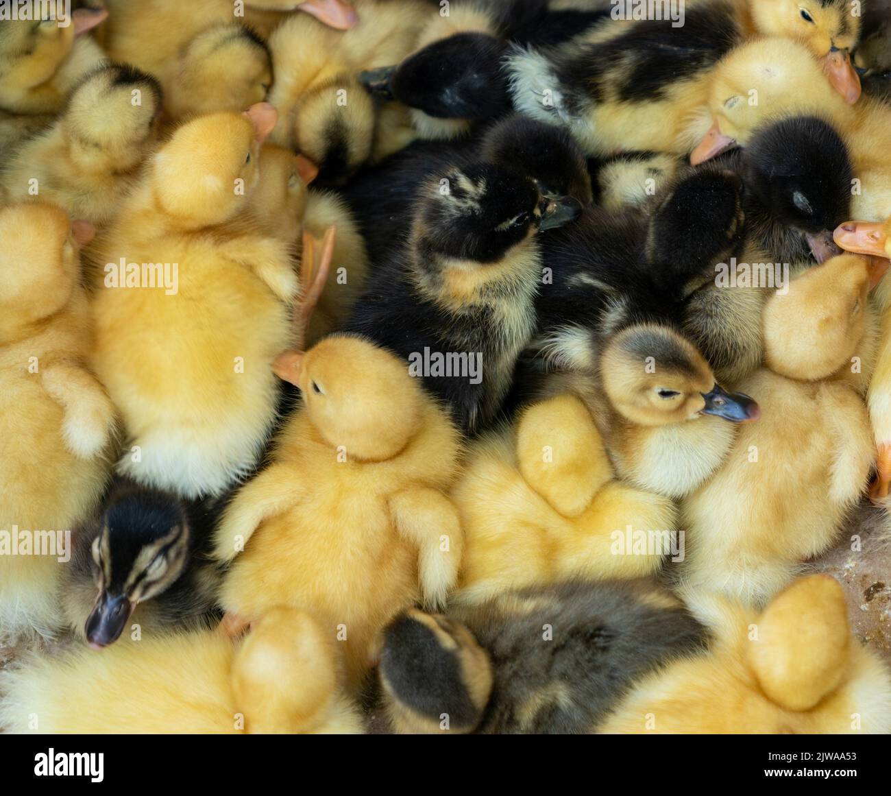 A local market sells baby small newborn chicks and broilers in a carton