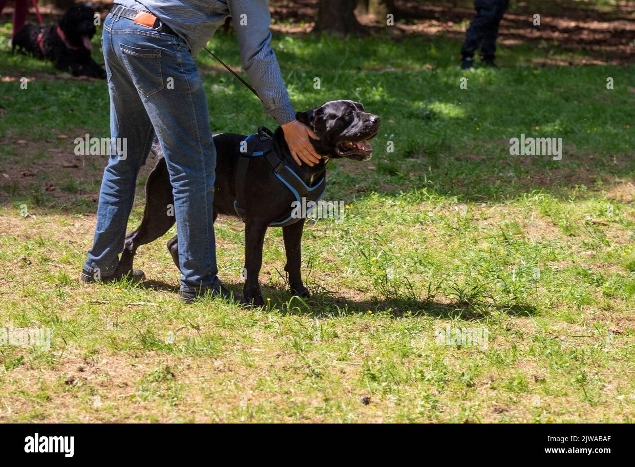 Cane Corso attacking dog handler during aggression training. High