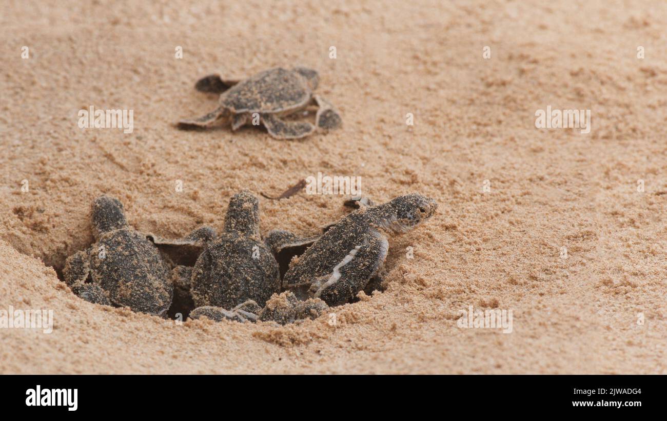 Multiple Loggerhead baby sea turtles hatching at a turtle farm in ...