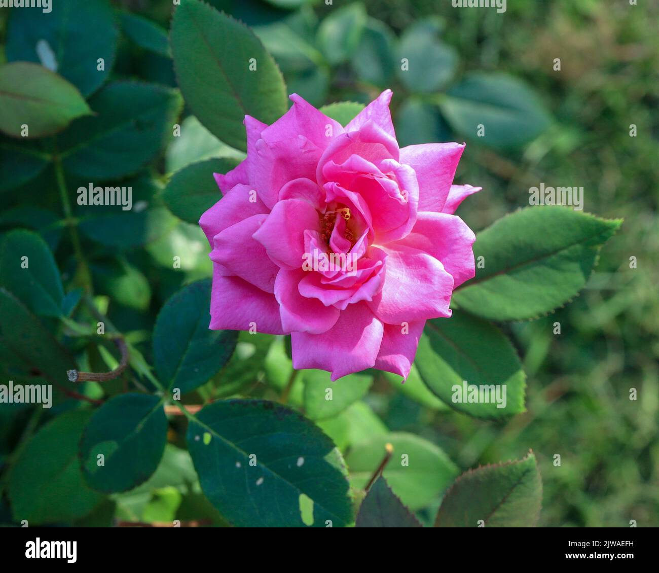 A pink rose growing in a garden Stock Photo - Alamy