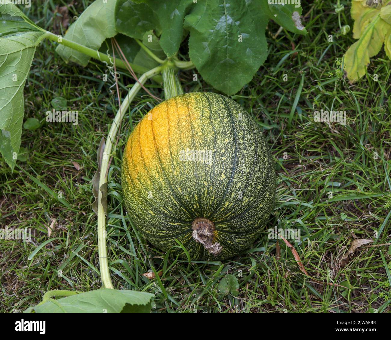 A close up of a pumpkin growing in a garden Stock Photo - Alamy