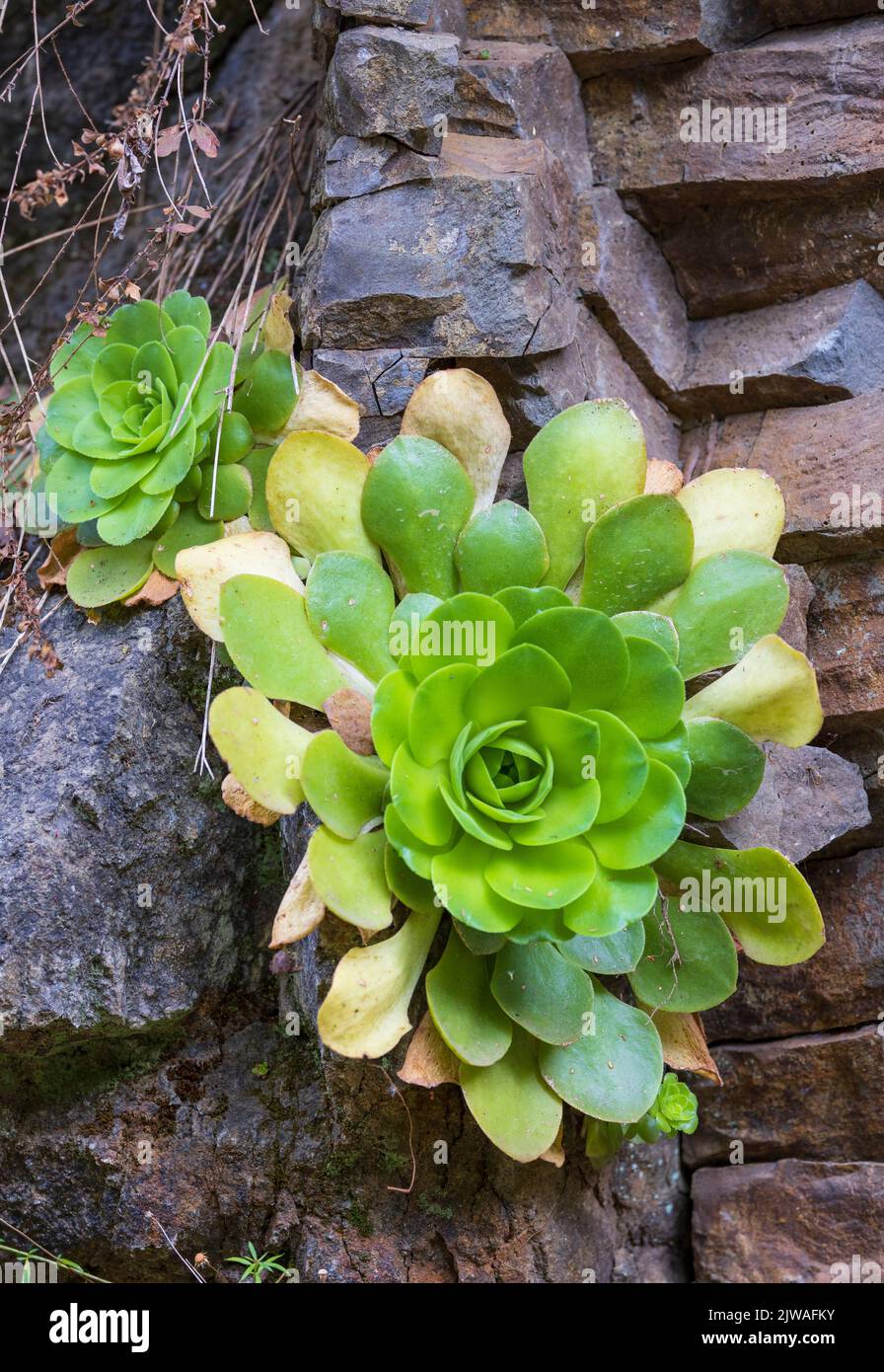 The Madeiran endemic Aeonium glandulosum, Madeira, Portugal Stock Photo