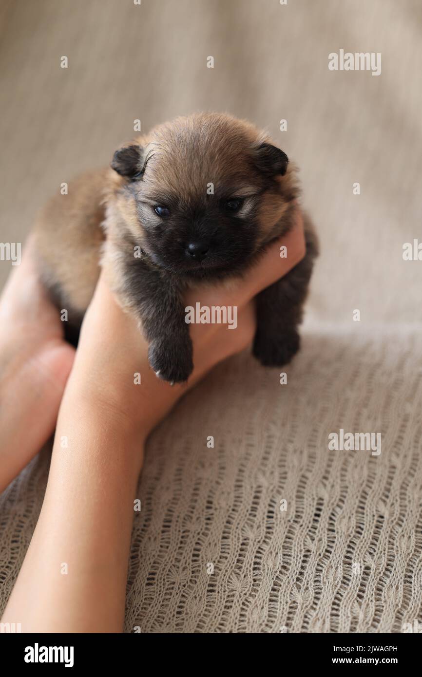 small newborn puppy on a woman's hand Stock Photo