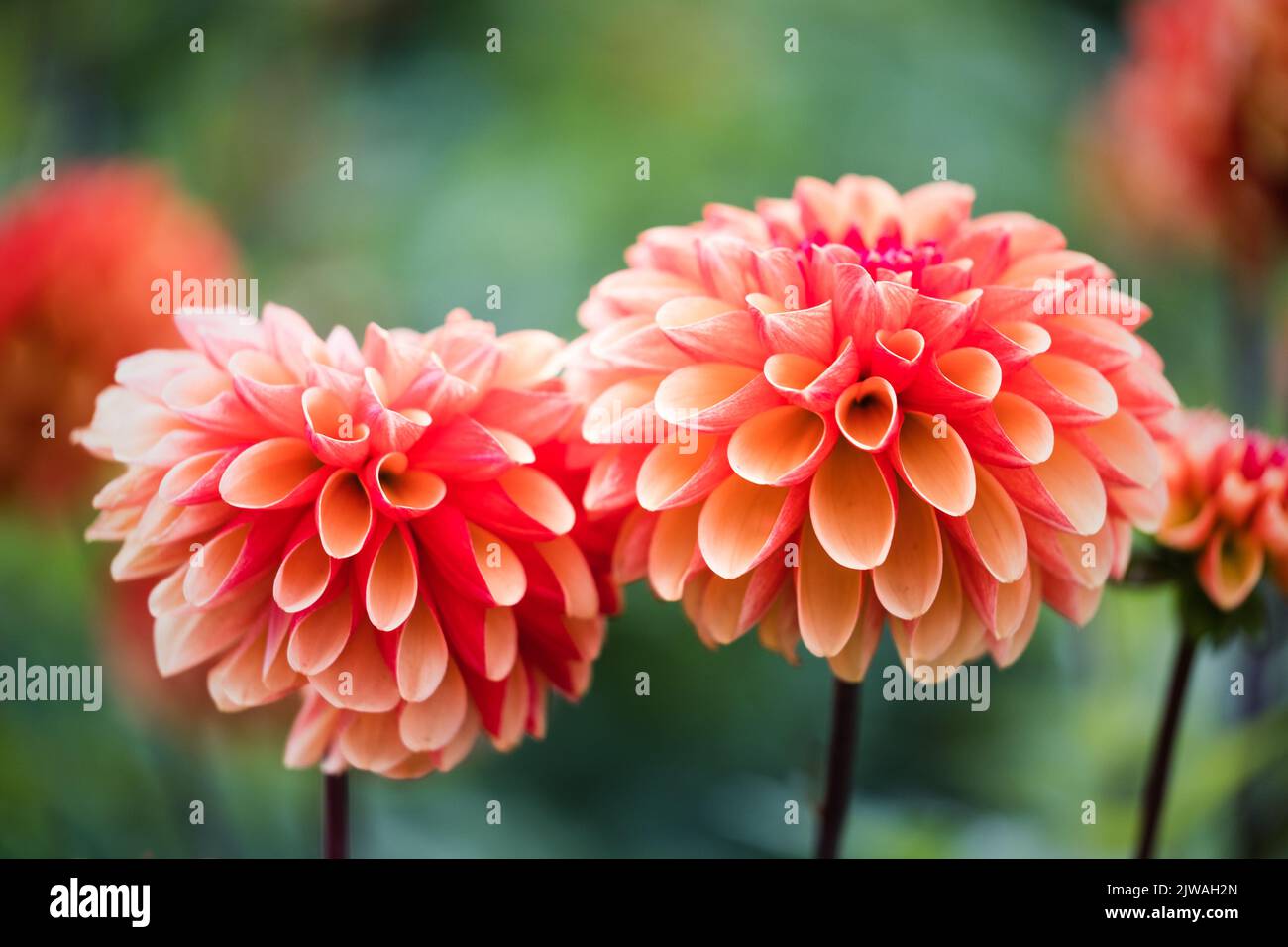 Seasonal orange pom pom Dahlias in full bloom at 'Dahlia Beach' flower