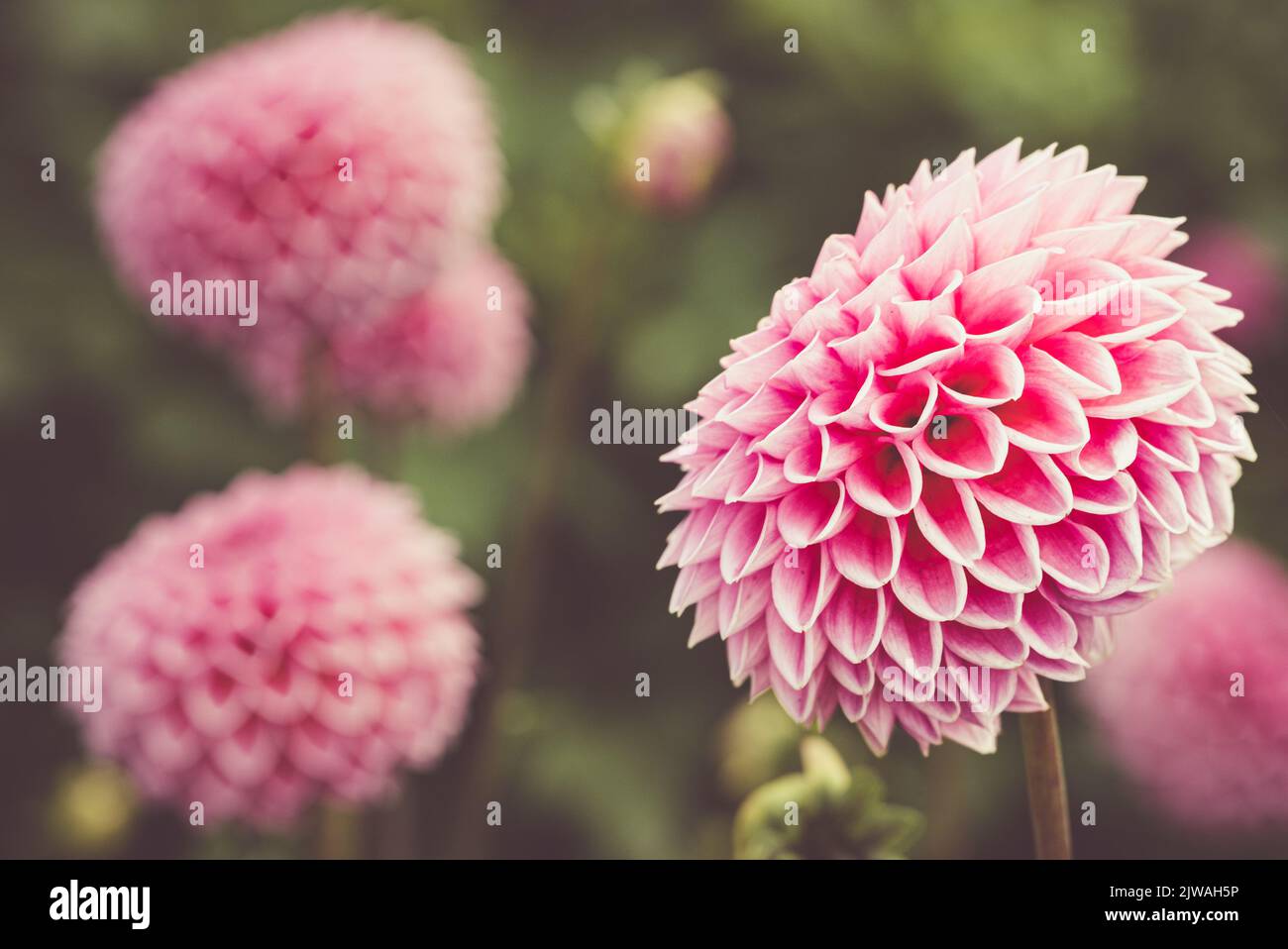 Seasonal purple/pink coloured pom pom Dahlias in full bloom at 'Dahlia Beach' flower farm in Oxfordshire. Stock Photo