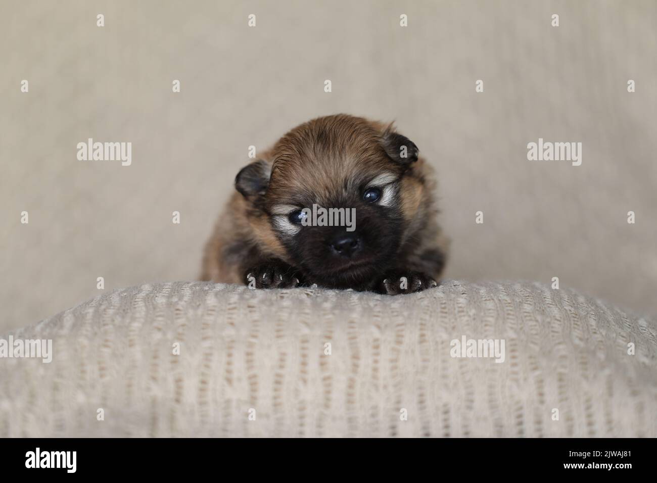 newborn pomeranian puppy Stock Photo