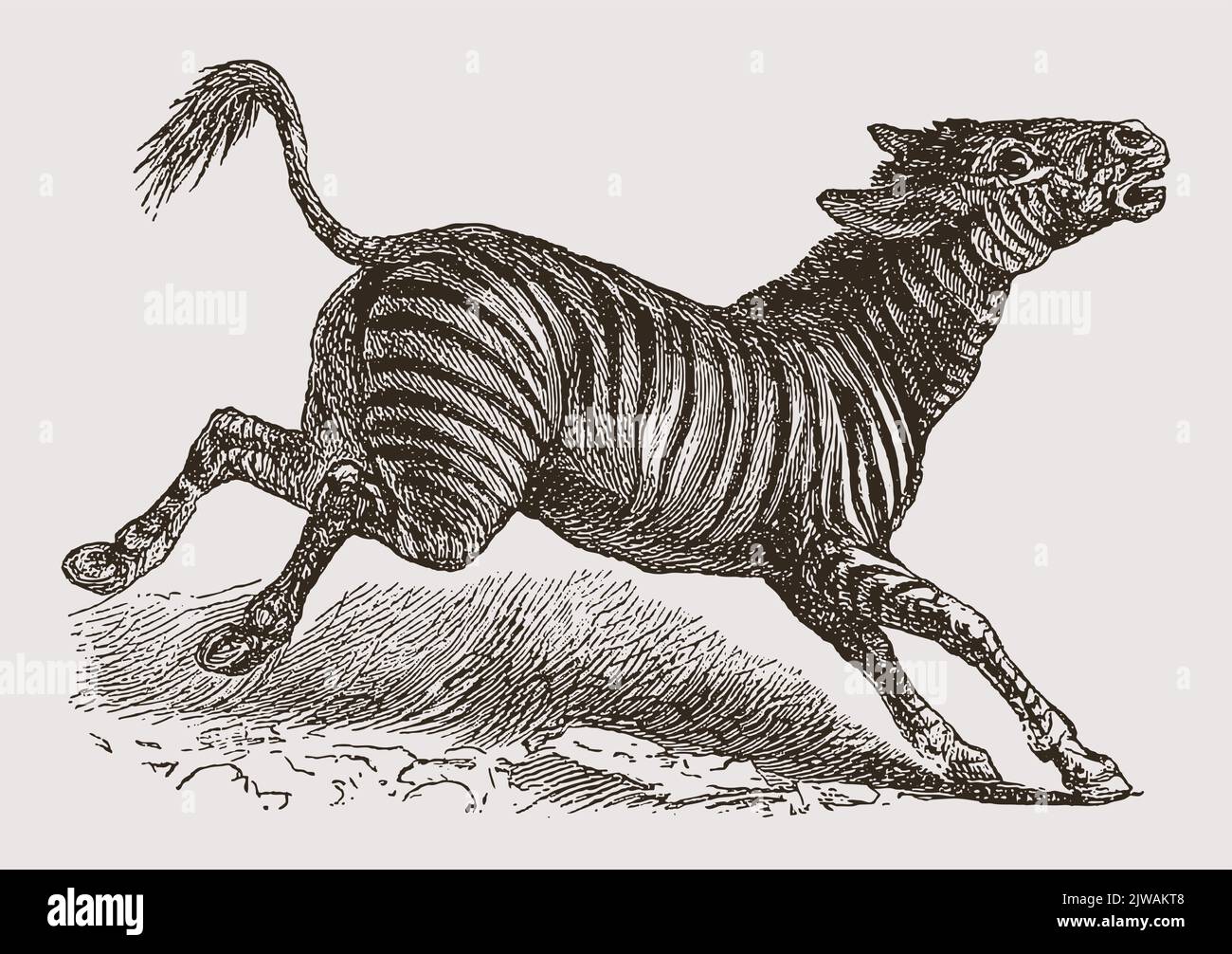 Jumping mountain zebra in side view. Illustration after antique engraving from 19th century Stock Vector