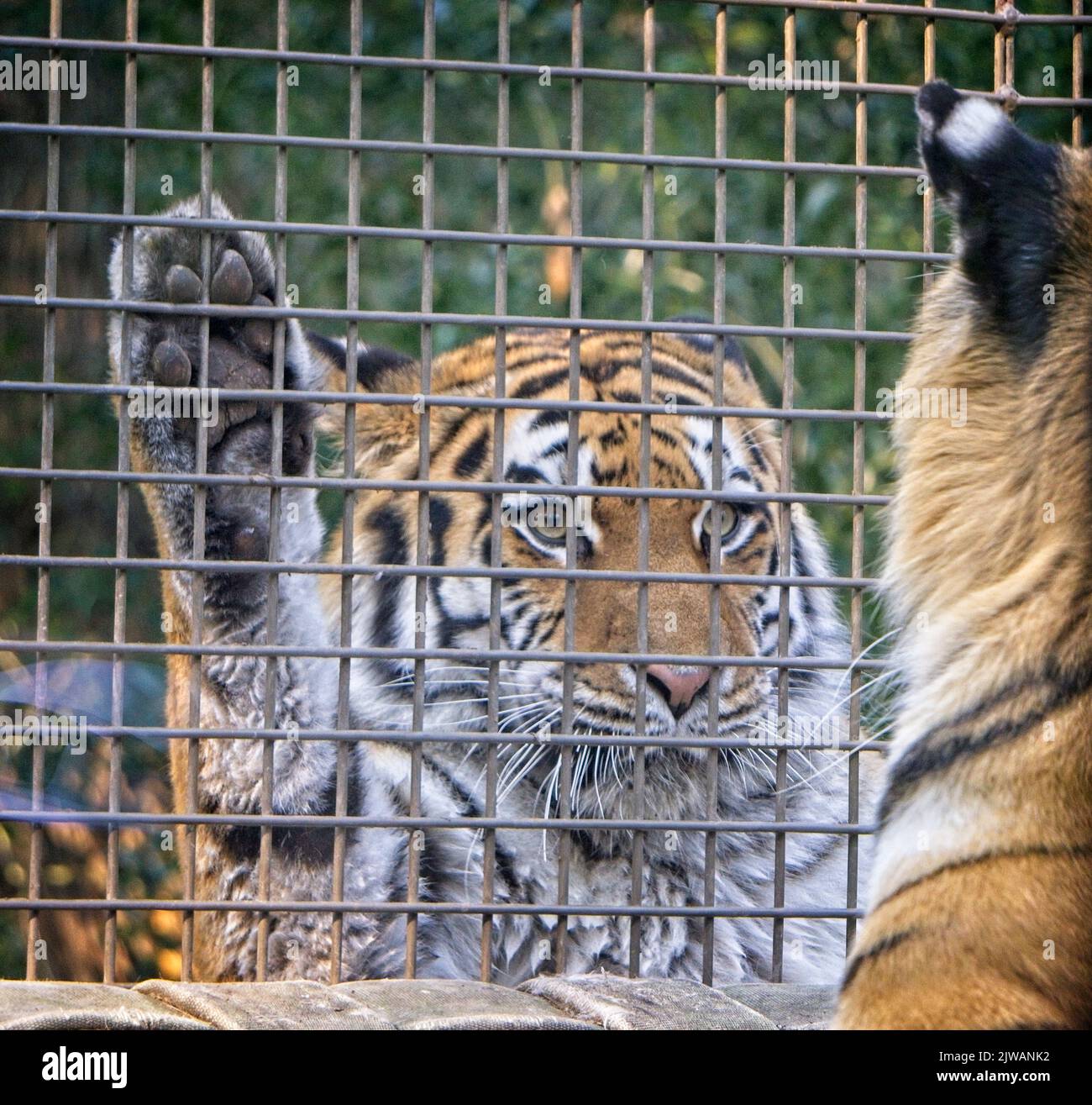 Amur Tigers  Calgary Zoo Alberta Stock Photo