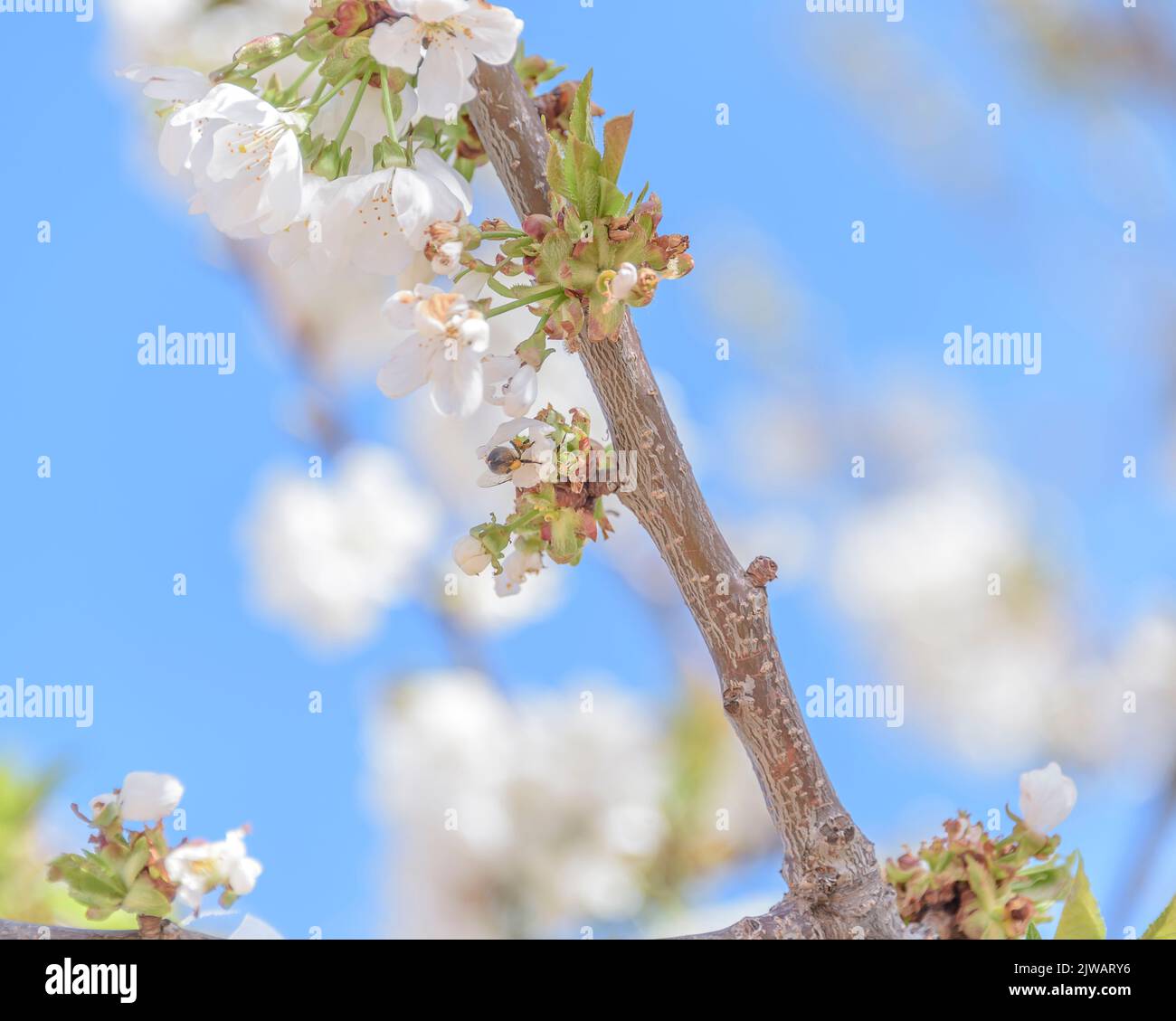 Sunlight on cherry blossoms hi-res stock photography and images - Alamy